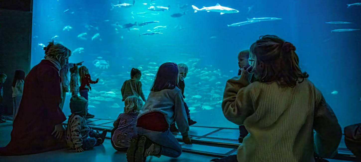 Nordsøen Oceanarium - Oceanariet