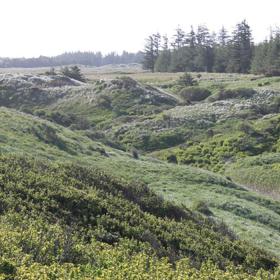 Tornby, klitplantage, natur